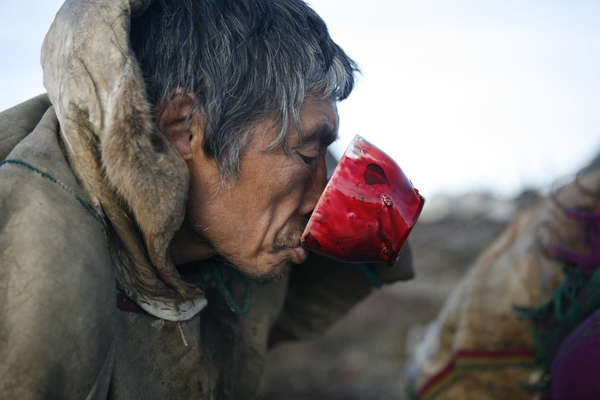 Nenet herder drinking reindeer's blood. Yamal Peninsula, Russia.