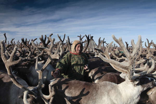 Nenet herder, Yamal Peninsula, Russia