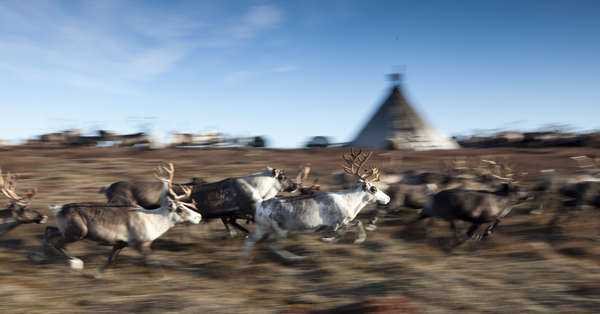 Reindeers, Yamal Peninsula, Russia