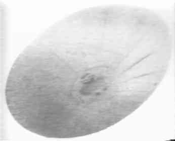 vril7a4.jpg (4050 bytes)